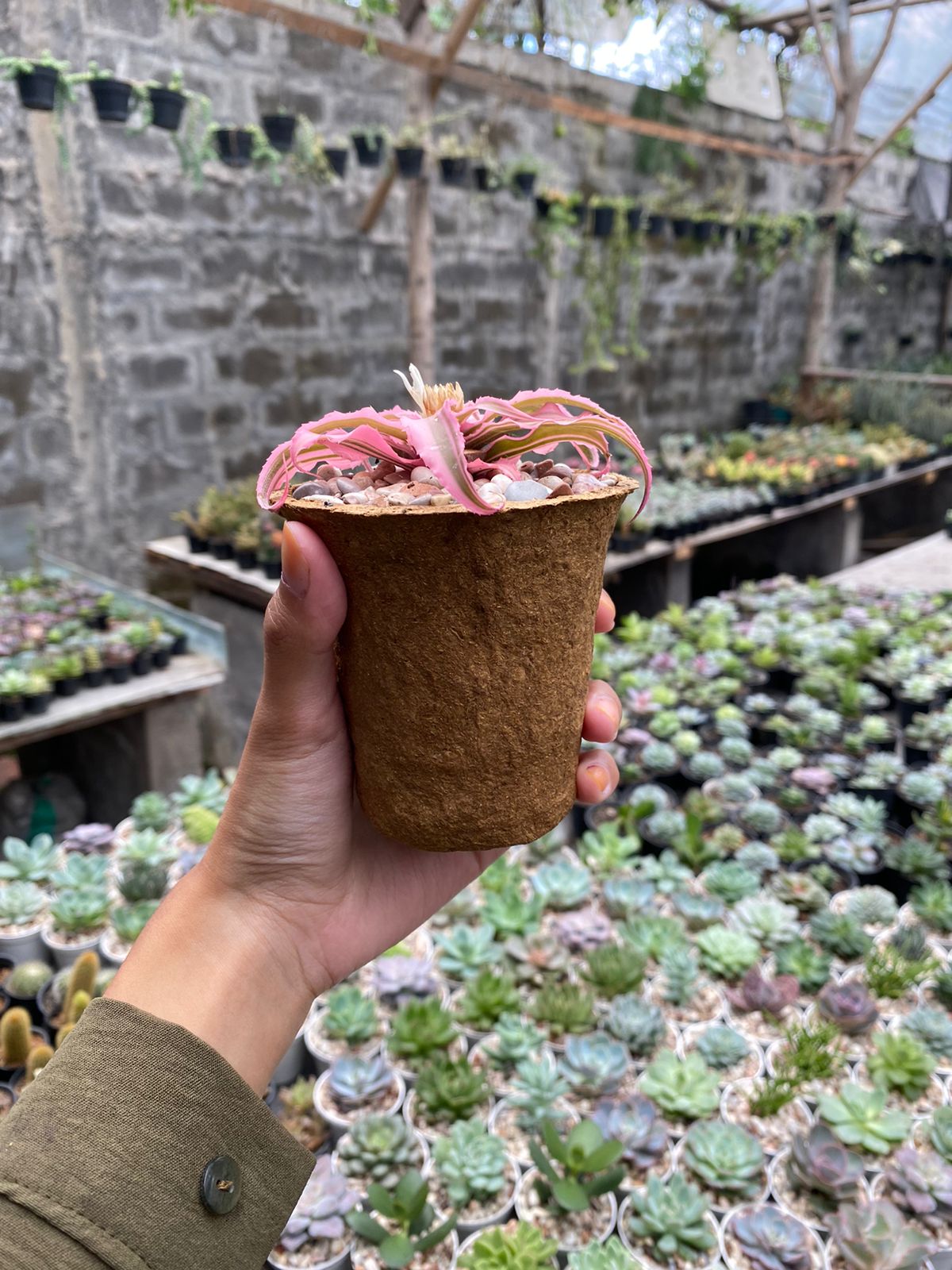 Ecofoam